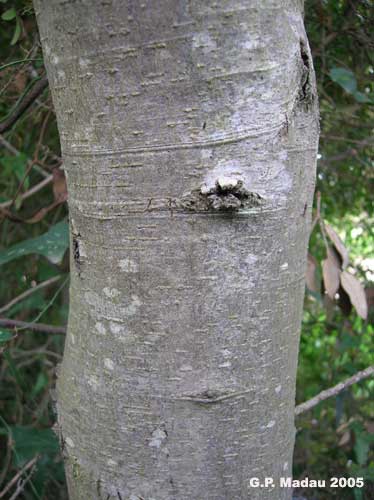 Quercia coccifera - corteccia