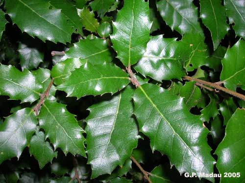 quercia coccifera -foglie