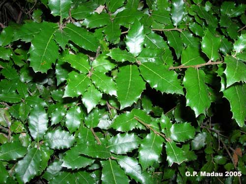 Quercia coccifera - foglie