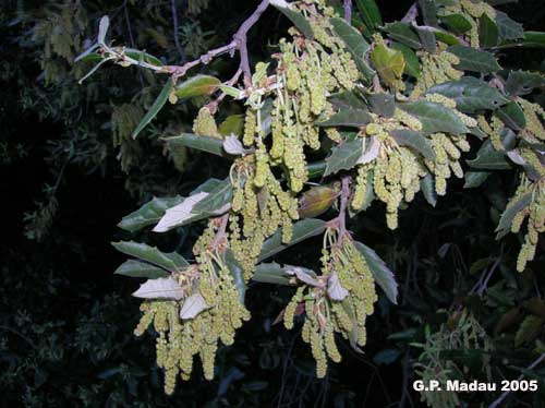 Quercia coccifera - fiori