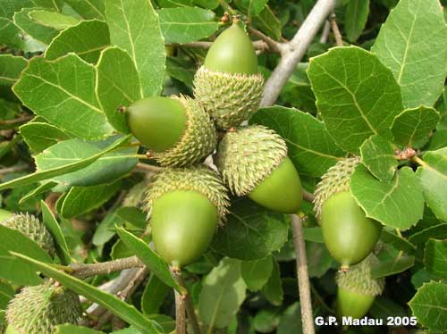 Quercia coccifera - frutti