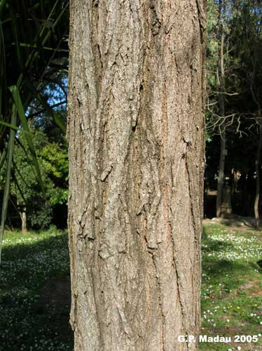 Robinia - corteccia