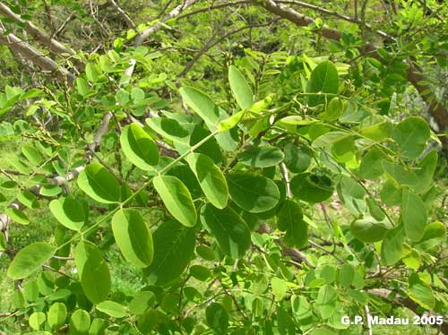 Robinia - foglie