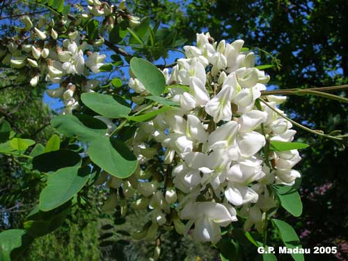 Robinia - fiori