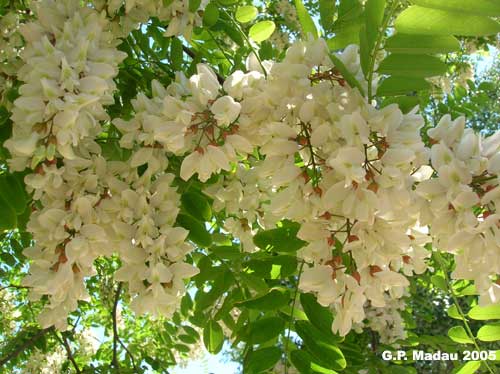 Robinia - fiori