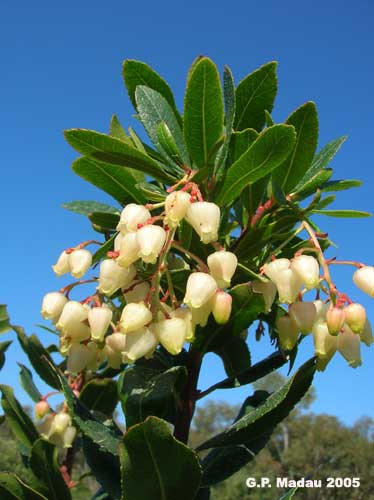 Corbezzolo - fiori