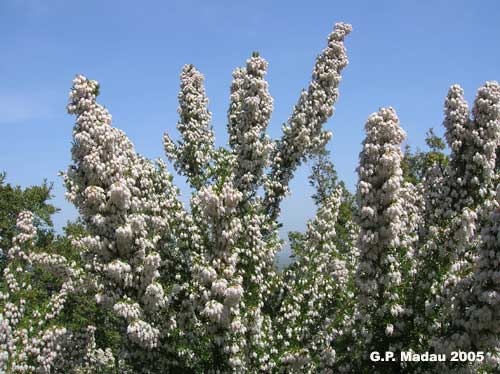 Ercia arborea - portamento