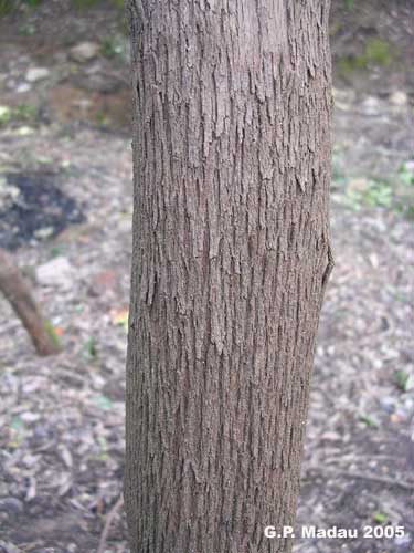 Erica arborea - corteccia