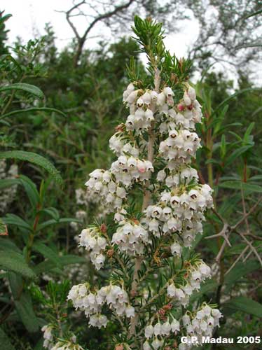 Erica arborea - fiori