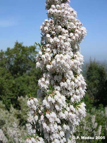 Erica arborea - fiori