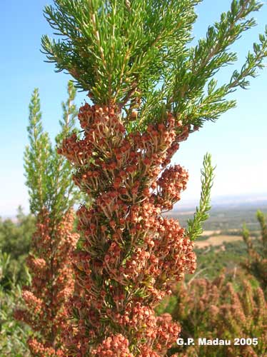 Erica arborea - frutti