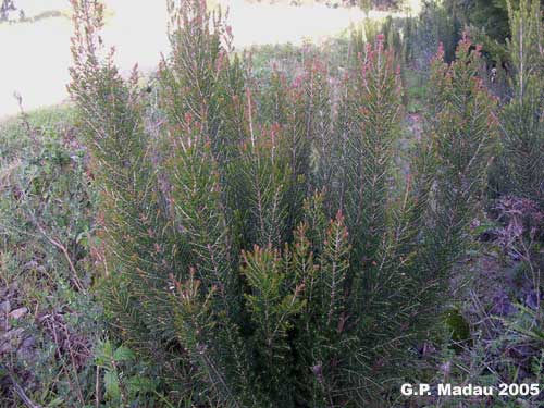 erica multiflora - portamento