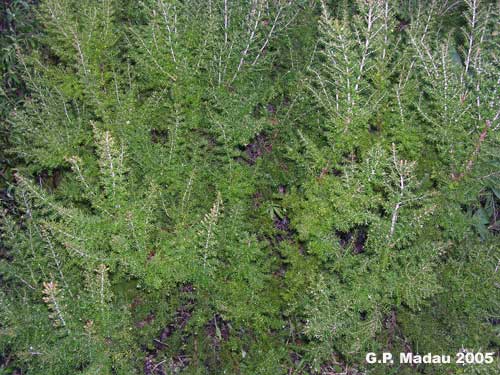 Erica multiflora -foglie