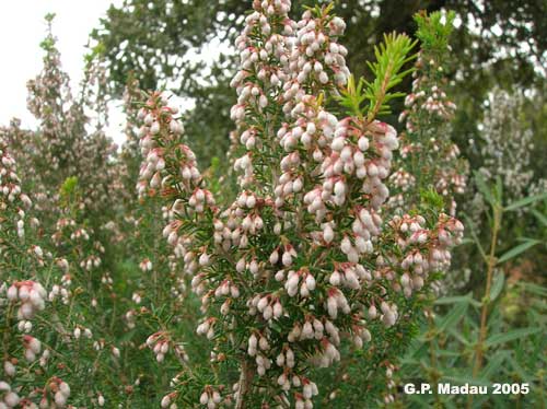 Erica multiflora - fiori