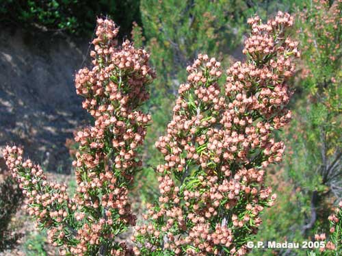 Erica multiflora - frutti