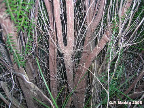 Ercia scoparia - corteccia