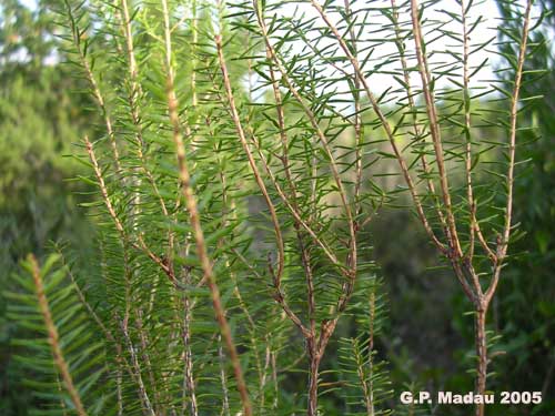 Erica scoparia - foglie