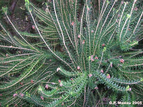 Erica terminalis - portamento