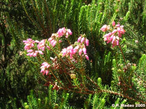 Erica terminalis - fiori