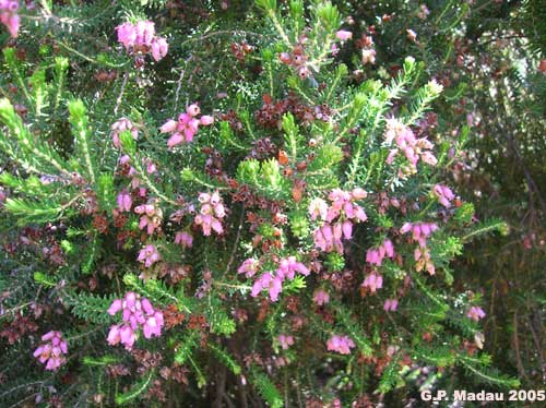 Erica terminalis - fiori