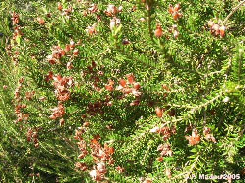 Erica terminalis - frutti