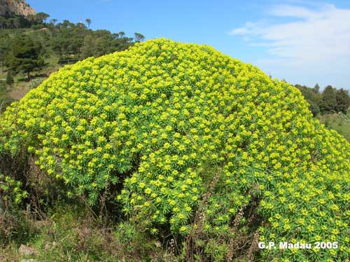 Euforbia arborescente - portamento