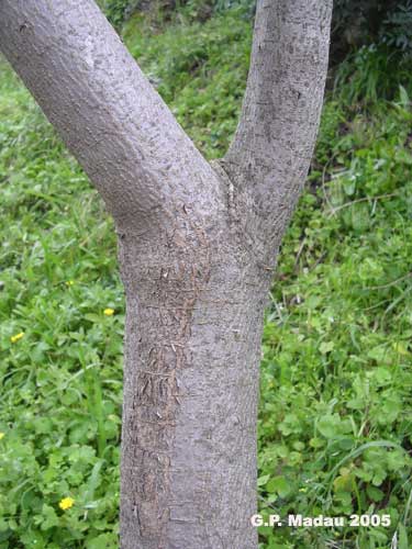 Euforbia arborescente - corteccia
