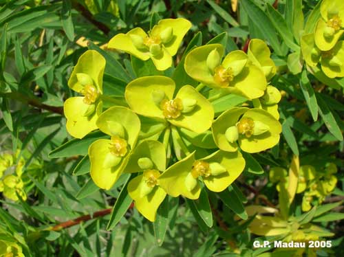 Euforbia arborescente - fiori