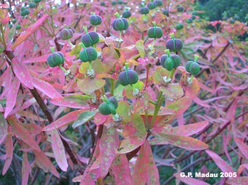 Euforbia arborescente - frutti