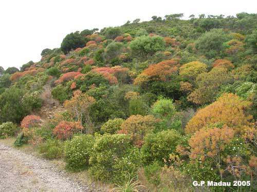 Euforbia arborescente - macchia costiera