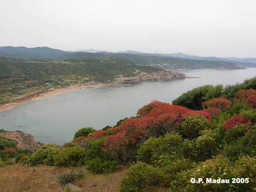 Euforbia arborescente - macchia costiera