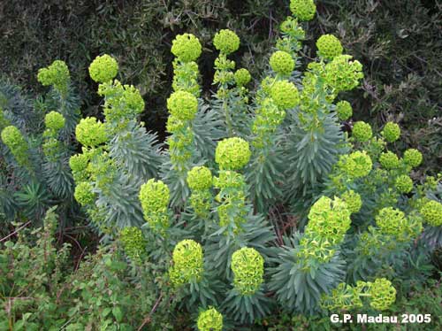 Euforbia cespugliosa - portamento