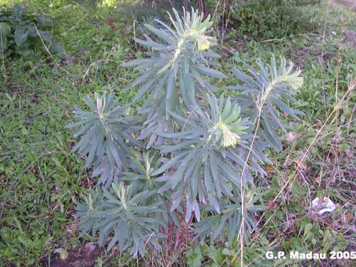 Euforbia cespugliosa - foglie