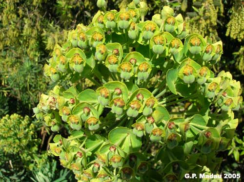 Euforbia cespugliosa - frutti