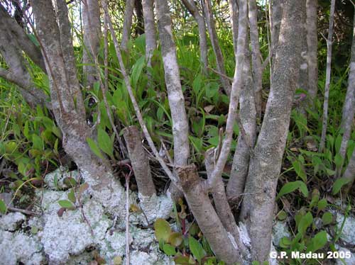 Fillirea angustifolia - corteccia