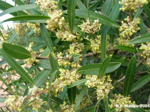 Fillirea angustifolia - fiori