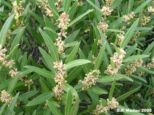 Fillirea angustifolia - fiori