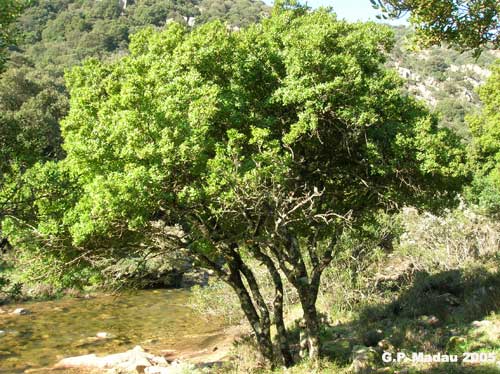 Fillirea latifolia - portamento