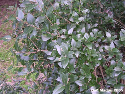 Fillirea latifolia - foglie