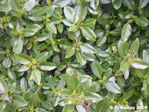 Fillirea latifolia - fiori