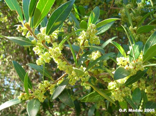 Fillirea latifolia - fiori