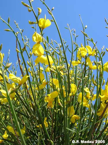 Ginestra odorosa - fiori