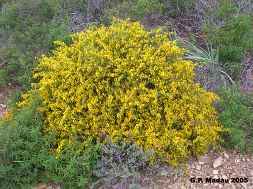 Ginestra corsica - portamento