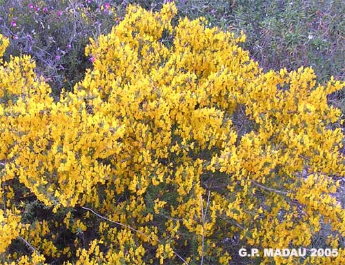 Ginestra corsica - foglie