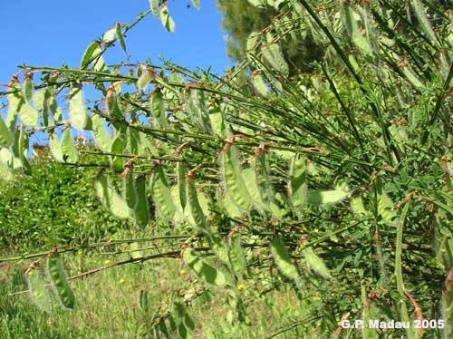 Ginestra dei carbonai - frutti