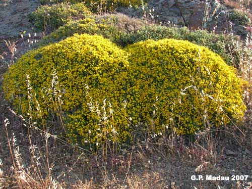 Ginestra efedroide