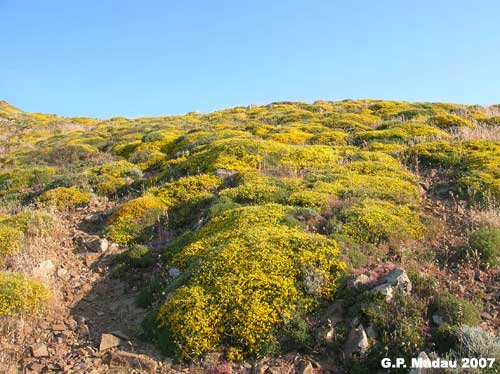 Ginestra efedroide