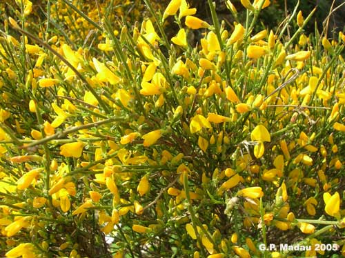 Ginestra slzmanni - fiori