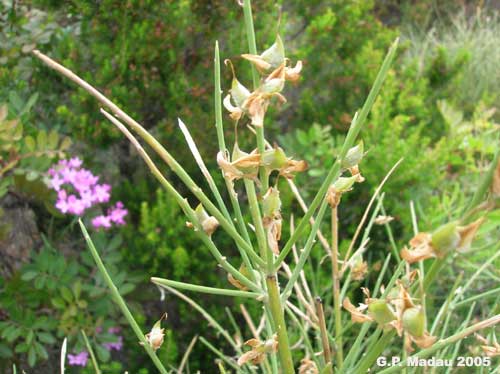 Ginestra slzmanni - frutti