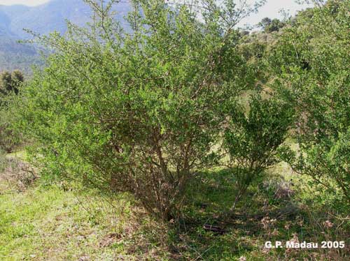 Ginestra spinosa - portamento